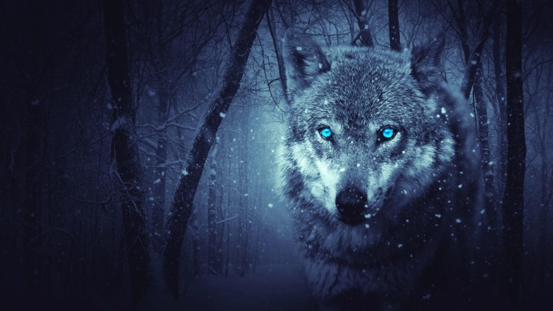 fantasy, 4K, winter, snowing, wild animal, forest, wolf