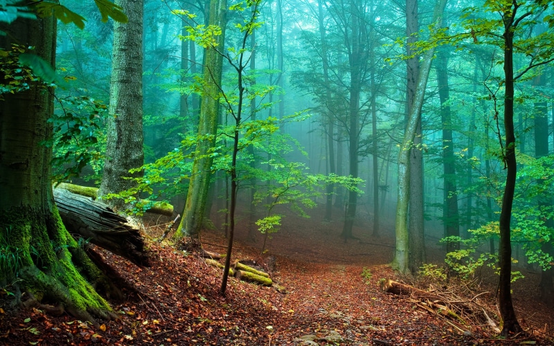 tranquil scene, red, plant, tranquility, idyllic, tree, mist, leaves, fog, trees, trunk, day, forest, tree trunk, beauty in nature, environment