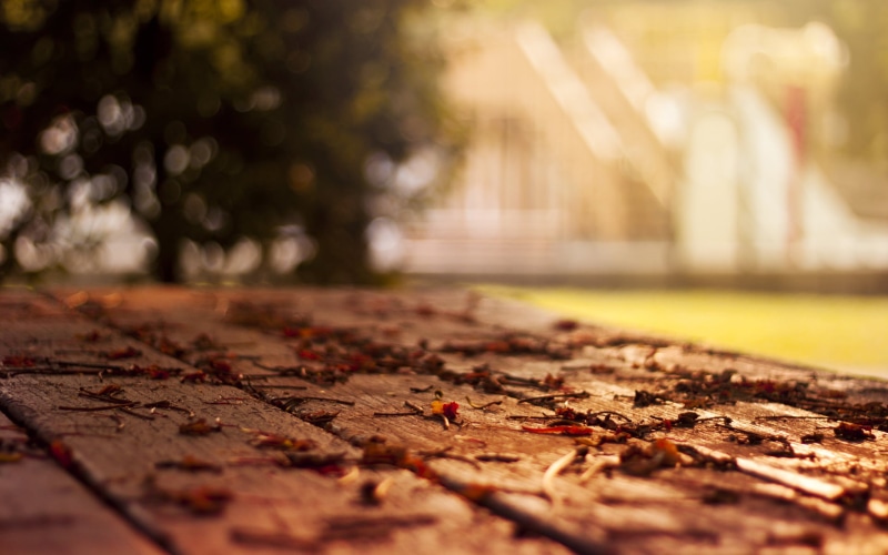 vanishing Point, footpath, plant, backgrounds, park, leaves, pattern, change, leaf, falling, day, defocused, selective focus, dried, sunlight