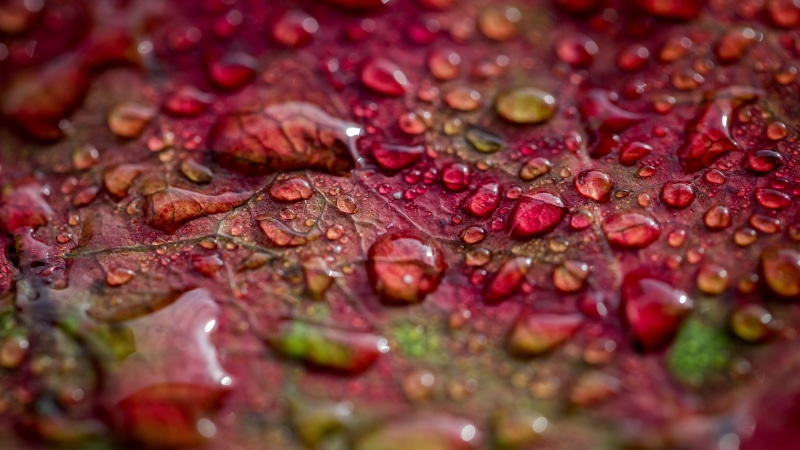 flower, plant, beauty in nature, no people, depth of field, water, plant part, food, food and drink, closeup, leaves, dew, 2K, full frame, wet, freshness