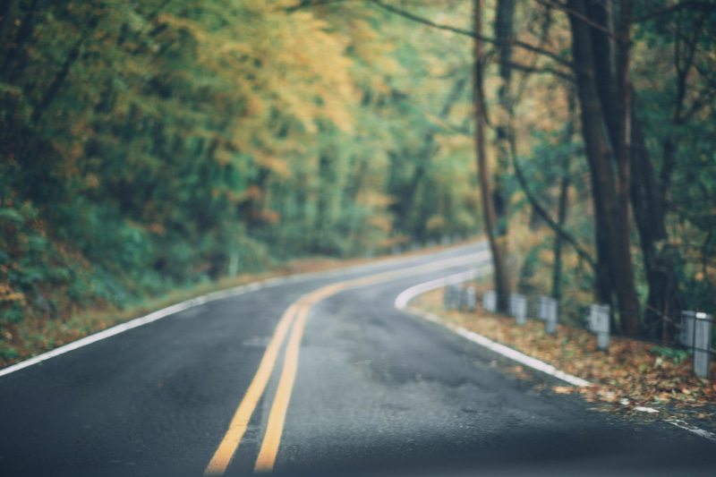 season, street, plant, outdoors, 5K, direction, land, double yellow line, forest, fallen leaves, symbol, transportation, marking, the way forward, dividing line