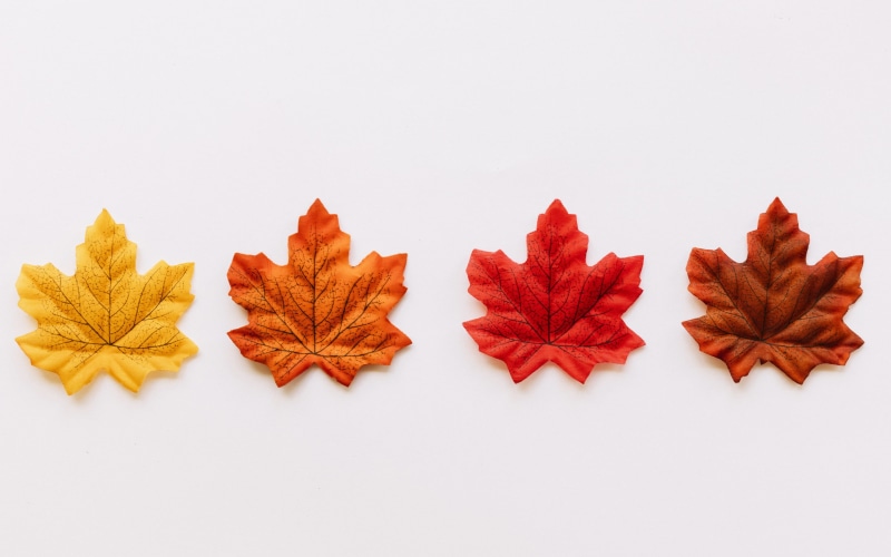 fallen leaves, fall, textured, digital art, 2K, maple leaves, white background, texture, leaves, minimalism