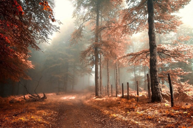 trunk, land, plant, no people, autumn, autumn collection, non-urban scene, sunlight, outdoors, landscape, woodland, forest, fall, tree trunk, tree, trees