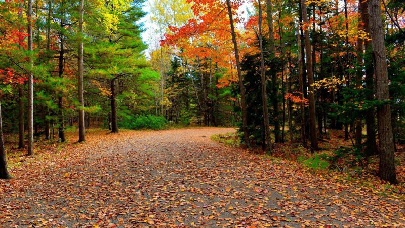tranquility, path, autumn collection, trees, change, leaf, tranquil scene, nature, footpath, diminishing perspective, no people, fall, scenics - nature