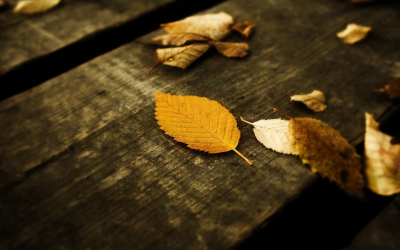 leaves, fallen leaves, brown, macro, 2K, wood, fall