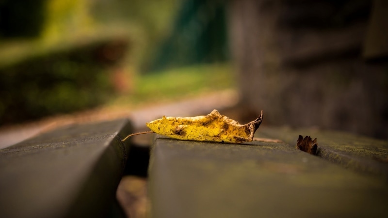 selective focus, focus, leaves, one animal, wood - material, food, leaf, sunlight, animal, tree, 1080P, food and drink, animal themes, plant, close-up