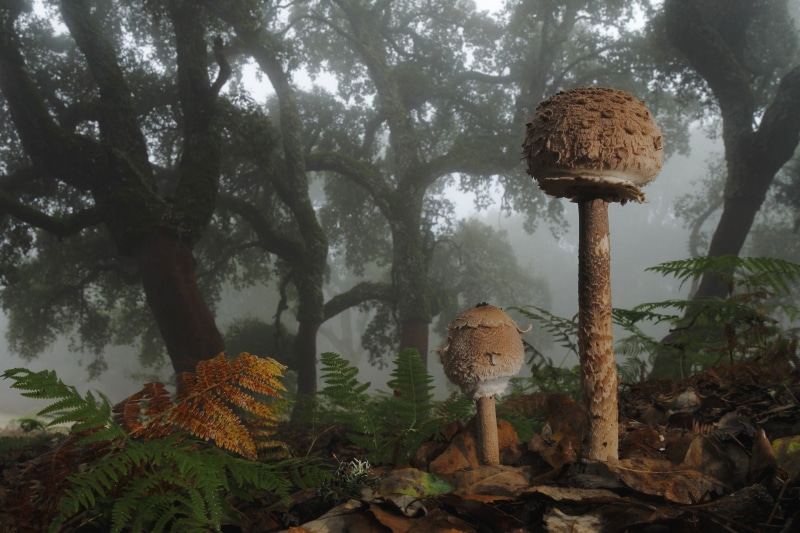 plant part, leaves, no people, mushroom, mist, closeup, nature, tranquility, tree trunk, beauty in nature, land, ferns, plants, trees, toadstool, 2K, forest
