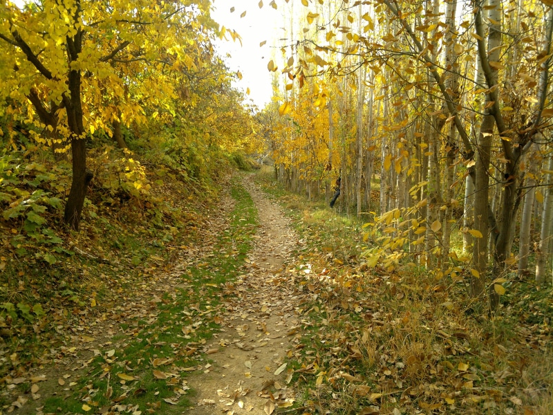 fall, beauty in nature, non-urban scene, fallen leaves, tree, land, scenics - nature, leaves, plant part, growth, trees, change, day, forest, diminishing perspective