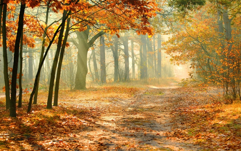 forest, fall, dirt road, orange, fallen leaves, 2K, landscape, sun rays