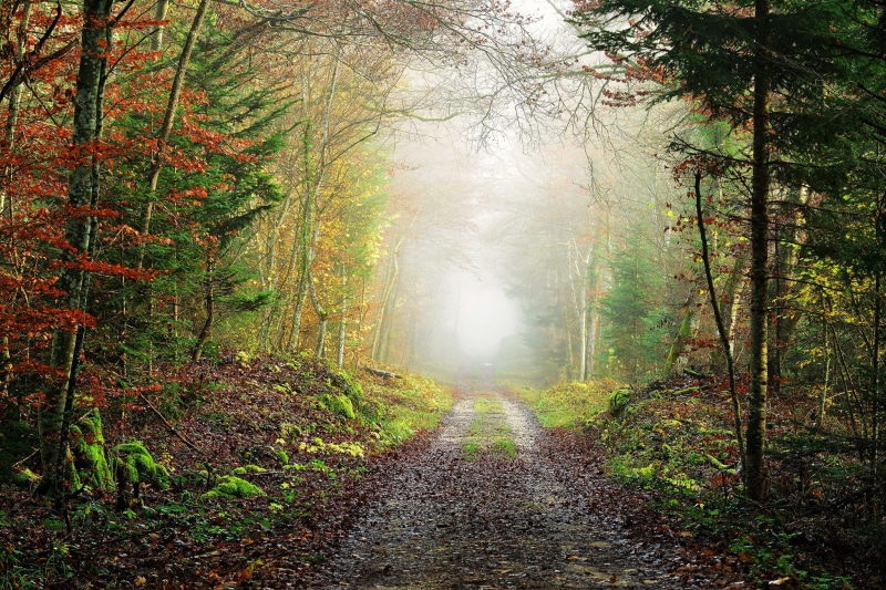 forest, red leaves, fallen leaves, fall, landscape, mist, 1080P, path, trees
