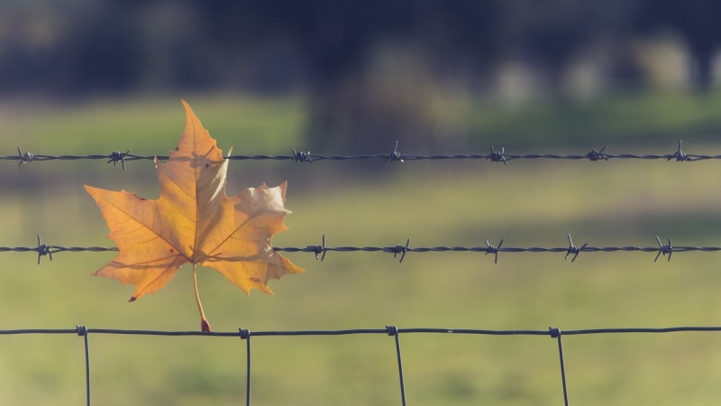 barrier, plant part, nature, metal, maple leaf, focus on foreground, change, safety, protection, boundary, leaf, fallen leaves, wire, 1080P, no people