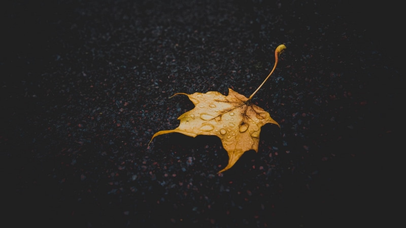 yellow, leaves, fall, 1080P, water drops, macro, fallen leaves, simple