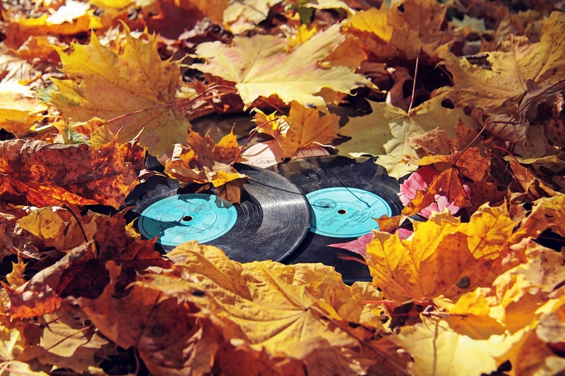 4K, leaves, vinyl, fall, fallen leaves, orange