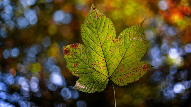 fall, fallen leaves, 1080P, leaves, bokeh, nature