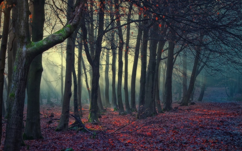 nature, forest, dappled sunlight, fallen leaves, 720P, trees, winter