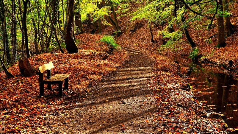 outdoors, plant part, nature, land, woodland, path, fallen leaves, bench, tree trunk, beauty in nature, leaf, tree, 1080P, trunk, forest, no people, change