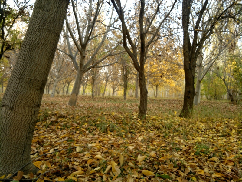trees, fallen leaves, forest, 4K, tree trunk, fall