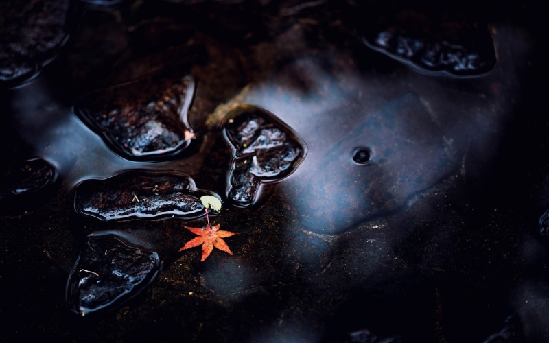 wet, nature, leaves, water, fallen leaves, rocks, 1080P, dark