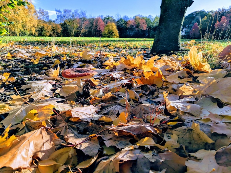 1080P, fallen leaves, nature, fall, trees, mushroom