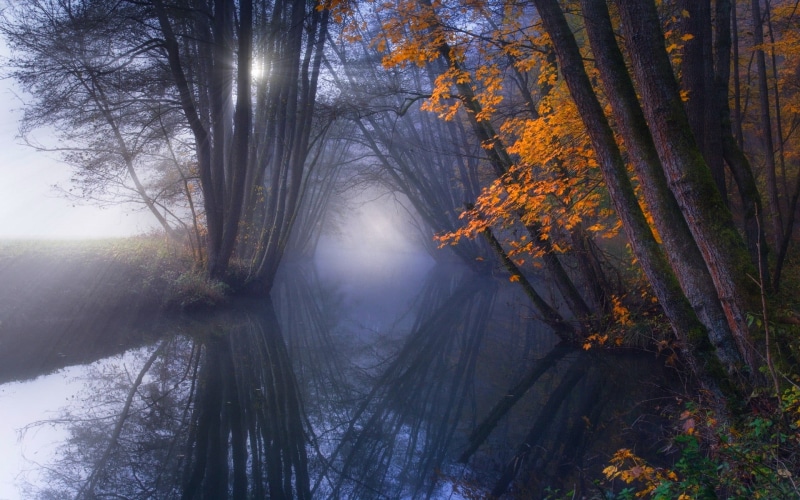 trees, scenics, trunk, colors, sun rays, non-Urban Scene, environment, sunbeam, multi Colored, morning, vibrant Color, reflection, land, tranquil Scene