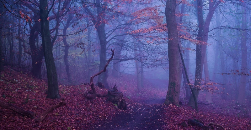 branch, trees, path, woodland, landscape, tranquil scene, trunk, morning, leaves, fog, forest, scenics - nature, tree stump, leaf, idyllic, no people, nature