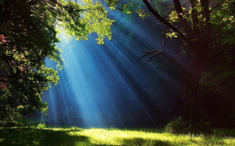 green, photo, plant, streaming, no people, trees, tranquil scene, growth, land, sunlight, beauty in nature, green color, non-urban scene, sun, scenics - nature