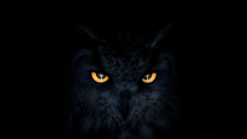artist, hd, 2K, deviantart, eyes, artwork, digital art, owl