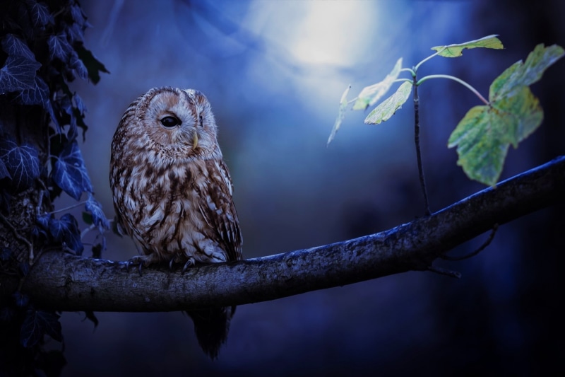 close-up, 1080P, bird of prey, nature, animals in the wild, owl, day, outdoors, owl best  for desktop background, forest, vertebrate, bird, one animal