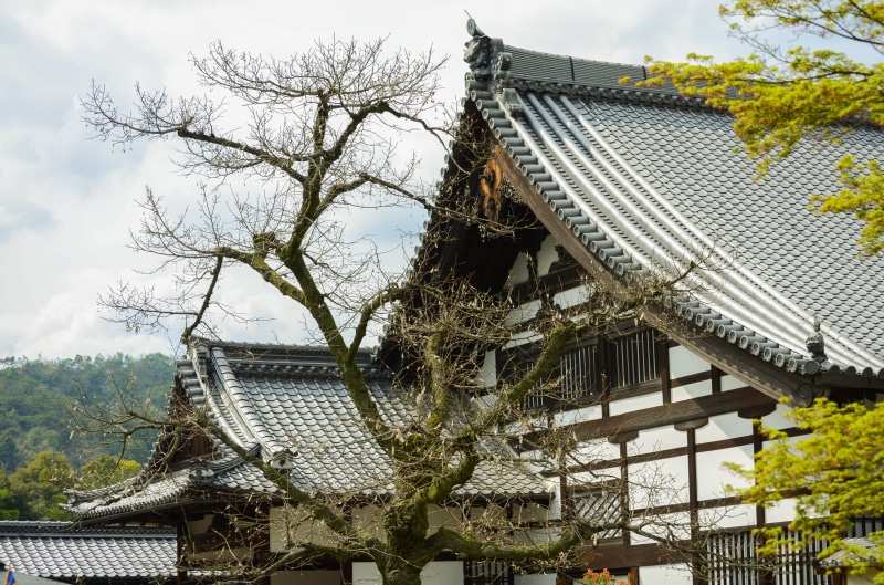 building exterior, sky, nature, buddhism, belief, religion, asia, no people, kyoto, japanese Culture, branch, 4K, place of worship, temple - Building