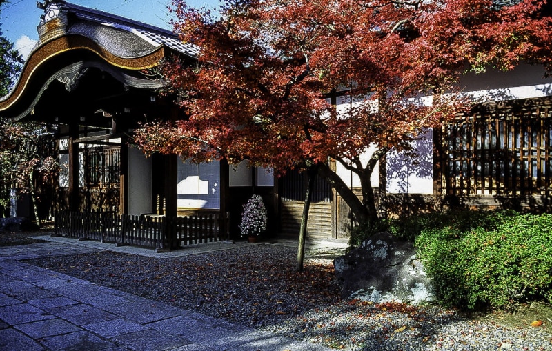 outdoors, beauty in nature, tree, Japan, cherry tree, formal Garden, change, footpath, day, built structure, trees, architecture, flowering plant, japanese Culture