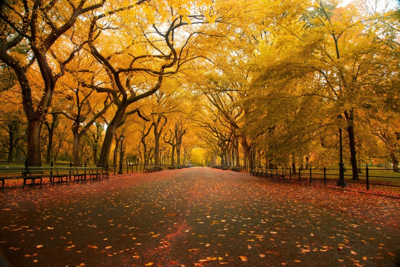 central, york, sidewalk, nature, rain, Fall Colors, travel, colors, New York, footpath, New York City, Central Park, color, sight, New York, season, Central  Park