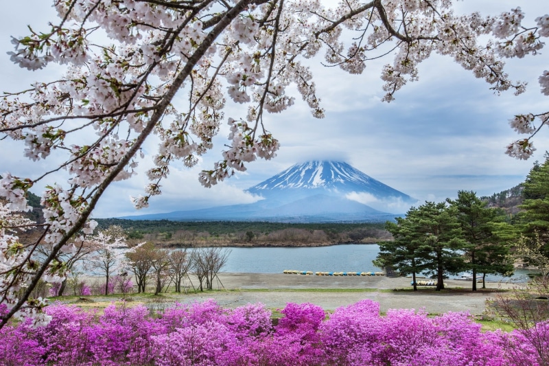 scenics - nature, day, tree, no People, 1080P, cloud - sky, beauty In Nature, flowering plant, flowers, cherry Blossom, growth, blue, snowcapped mountain