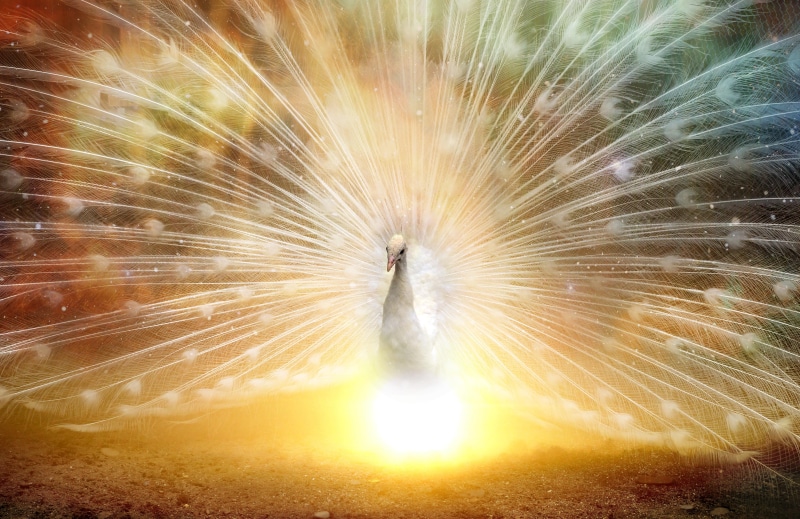 illustration, culture, symbol, sky, firework display, firework, long exposure, illuminated, china, good luck, beauty in nature, traditional, lifestyle