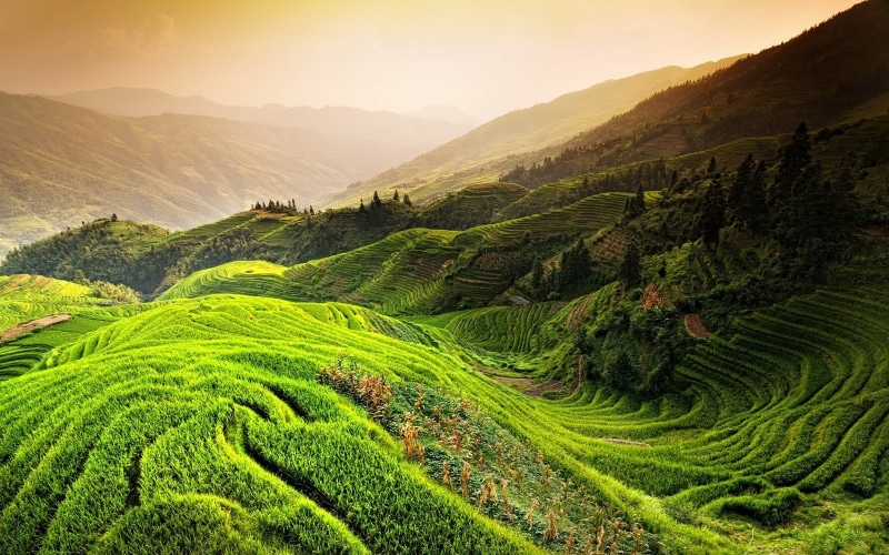 China, mountain range, rice, environment, sun, mist, outdoors, sky, terraces, plant, 720P, field, trees, mountain, rice paddy, beauty in nature, plantation