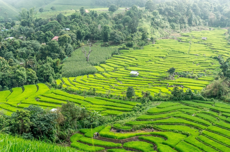 terraces, agriculture, no people, thailand, lush foliage, gardening, chiang mai, land, green color, nature, scenics - nature, foliage, outdoors, environment
