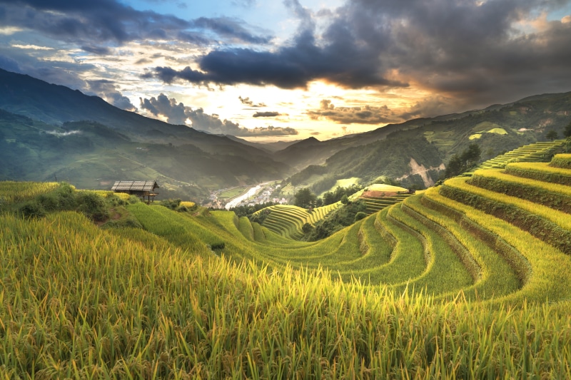 nature, rice field, scenics - nature, class, terrace, village, ha giang, dawn, green, natural, landscape, plantation, gardening, beauty in nature, field