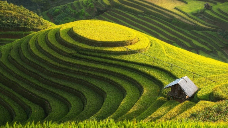 1080P, landscape, rice paddy, field