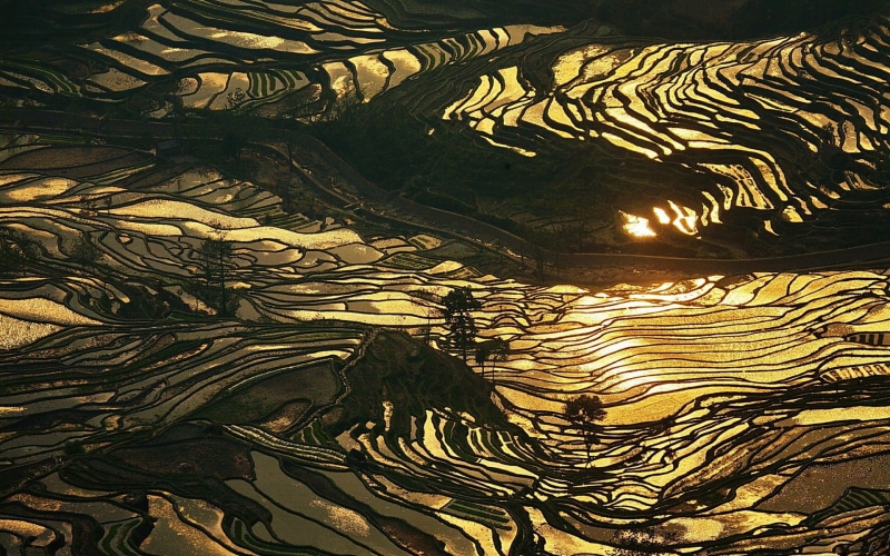 design, terraced field, gold, land, farm, sunlight, day, backgrounds, outdoors, painting, water, China, art and craft, close-up, full frame, landscape