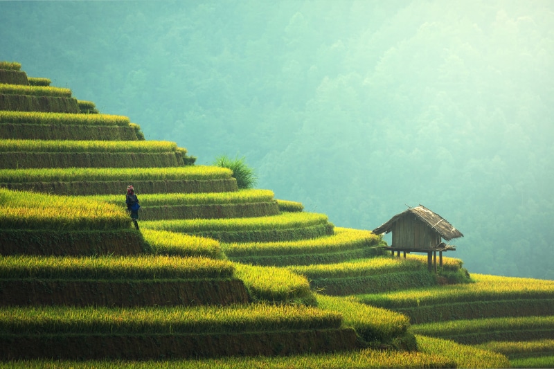 land, rice, landscaped, outdoors, travel, environment, hut, plant, rural, 4K, landscape, terraced Field, mountain, China, architecture, crop, rice Paddy