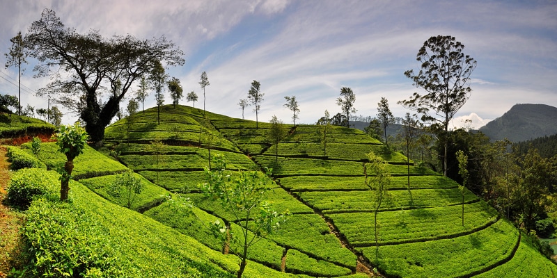 rural Scene, leaves  green, mountain, scenics, farm, kerala, outdoors, hill, blue, asia, field, tea leaves, nature, agriculture, Srilanka, growth, terraced Field