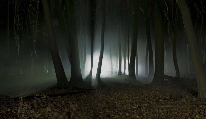 trunk, halloween, fall, leaves, forest, spooky, tree, remote, autumn, fog, woodland, mist, branch, fantasy, morning, hazy, lights, dark, no People, scenics - nature