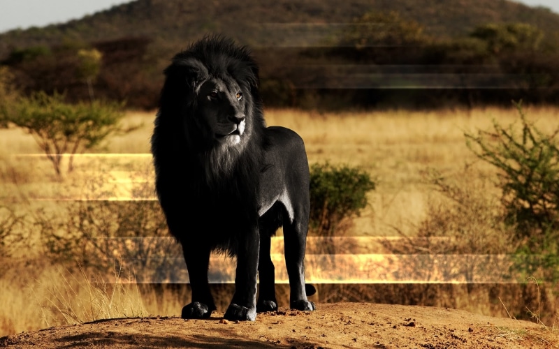 carnivore, day, plant, black, animals In The Wild, male Animal, herbivorous, outdoors, pets, animal wildlife, focus on foreground, domestic, black lion