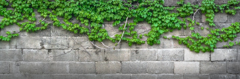ivy, plant part, abstract, grey, damme, no people, green Color, bricks, leaf, brick, spring, built structure, gray, 5K, stone wall, green, nature, texture