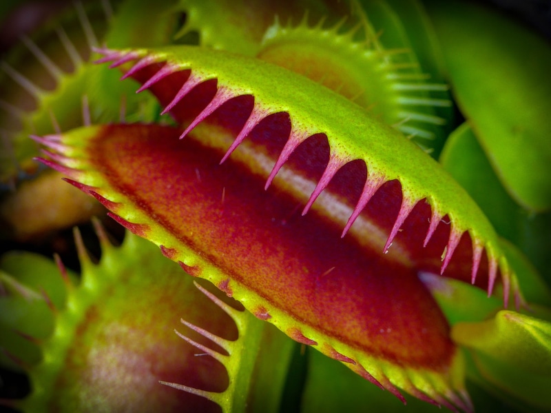 nature, Venus Fly Trap, botany, photography, venus  flytrap, carnivorous  plant, close-up, 4K, fly, plant, plants, selective, leaf, venus flytrap, carnivorous plant