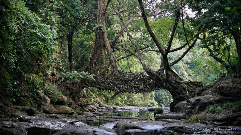 2K, india, bridge, root, riwai, Asia, village, meghalaya, living