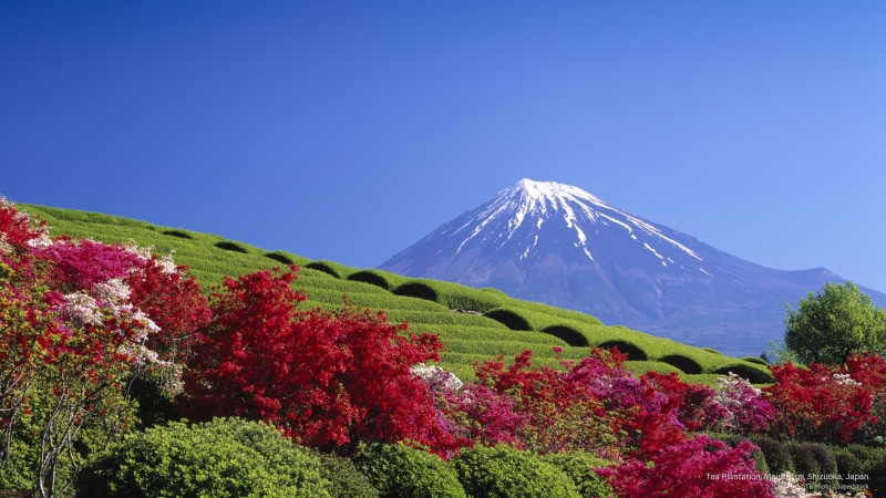 plantation, 2K, Asia, fuji, tea, shizuoka, japan, mount