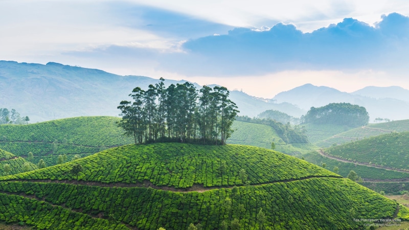 kerala, 2K, india, tea, Asia, plantation