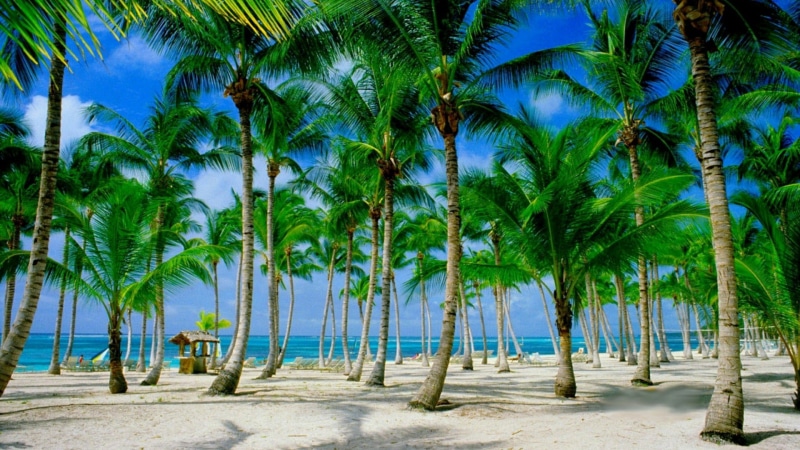 caribbean, sand, punta cana, palm tree, palm, caribbean sea, sea, 1080P, atlantic ocean, coconut tree, summertime, tree, tourism, sky, dominican, sandy beach