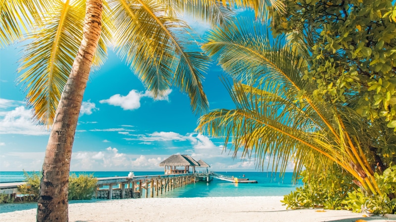 tourism, sunshine, palm, summer, arecales, sky, tropics, sea, beach, sunny day, summertime, palm tree, caribbean, 4K, leisure, resort, water, vacation