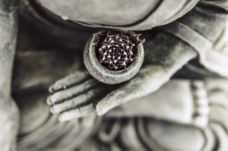 close-up, leaf, day, nature, statue, succulent, buddhist, culture, studio shot, plant, freshness, buddha, meditation, asia, gray, zen, religious, flower